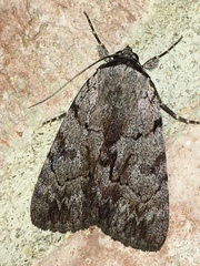 Catocala sordida