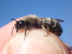 Andrena nycthemera