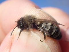 Andrena nycthemera