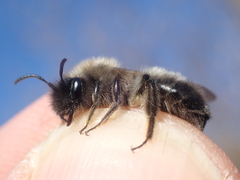 Andrena nycthemera