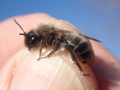 Andrena nycthemera