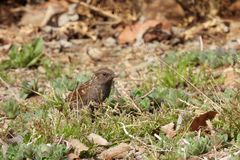 Prunella modularis