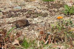 Prunella modularis