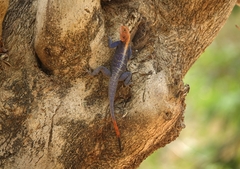 Agama africana