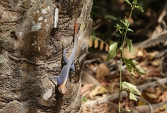 Agama africana