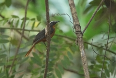 Cossypha albicapillus