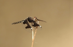 Palpopleura portia