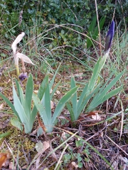 Iris lutescens subbiflora