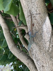 Anolis grahami