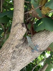 Anolis grahami