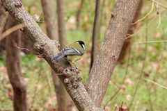 Parus major