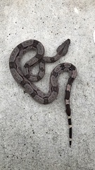 Boa constrictor constrictor