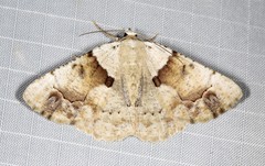 Aeolochroma melaleucae