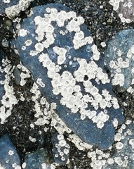 Chthamalus stellatus