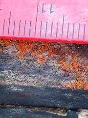 Hydropisphaera peziza