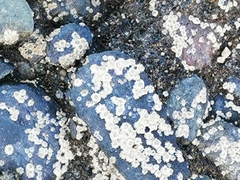 Chthamalus stellatus