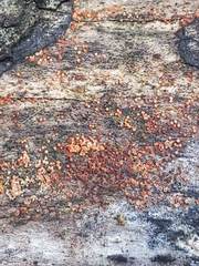 Hydropisphaera peziza