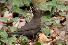 Turdus merula