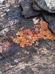 Hydropisphaera peziza