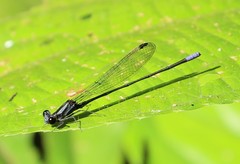 Argia frequentula