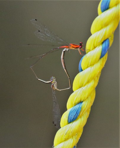 Golden Threadtail