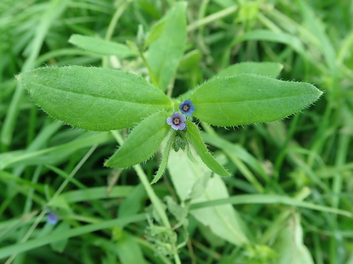 Asperugo procumbens iNat (3)