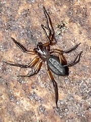 Platyoides walteri