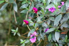 Andesanthus