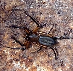 Platyoides walteri