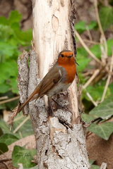 Erithacus rubecula