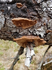 Phellinus abietis