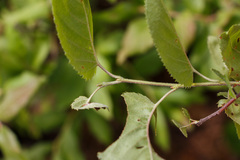 Amelanchier stolonifera