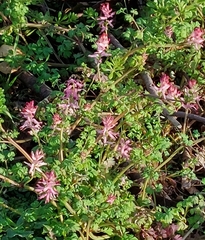 Fumaria bastardii