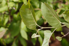 Amelanchier stolonifera