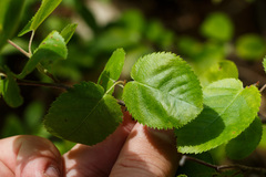 Amelanchier stolonifera