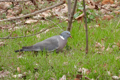 Columba palumbus