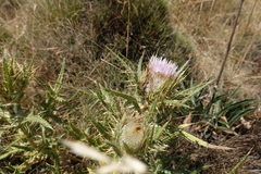 Cirsium odontolepis