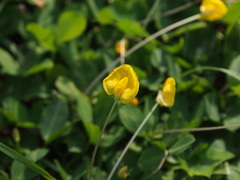 Arachis duranensis