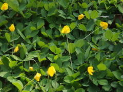Arachis duranensis