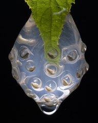Nymphargus
