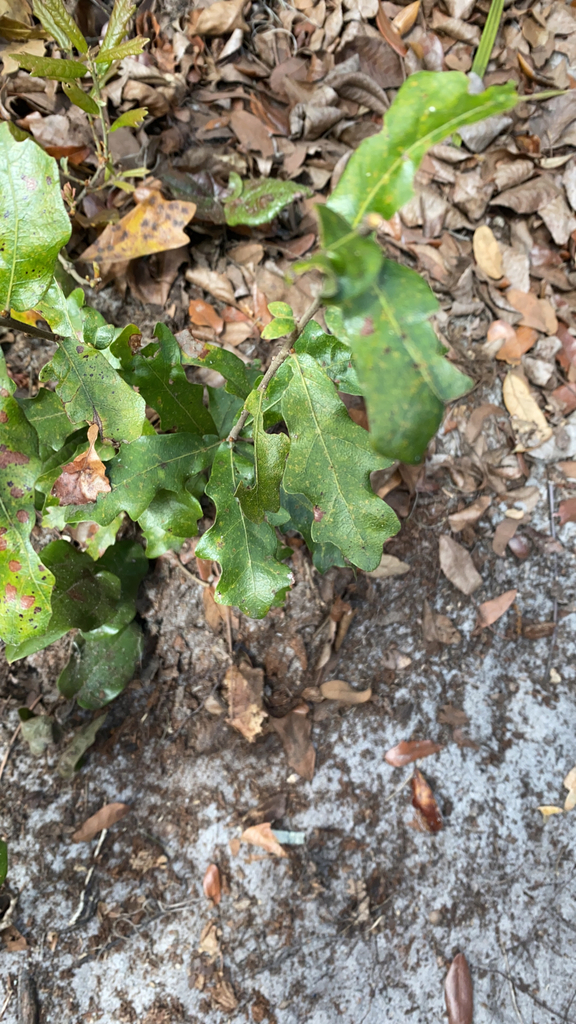 bastard oak from New Smyrna Beach on March 5, 2022 at 1116 AM by