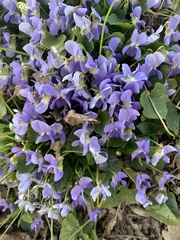 Viola suavis