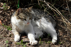 Felis catus