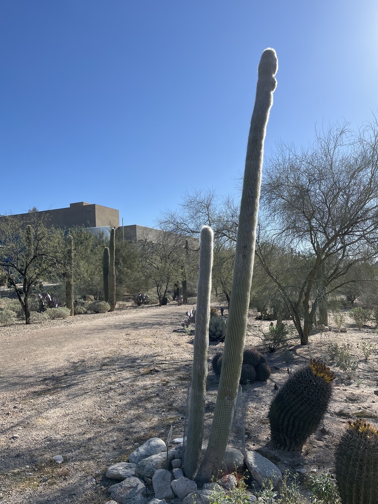 Old Man Cactus In March 2022 By Christinerobie INaturalist   Large 