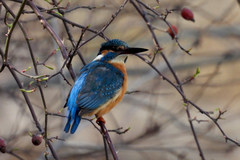 Alcedo atthis