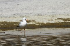 Chroicocephalus ridibundus