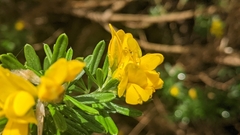 Genista linifolia
