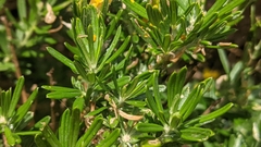 Genista linifolia