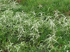 Persicaria lapathifolia lanata