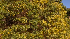 Genista linifolia